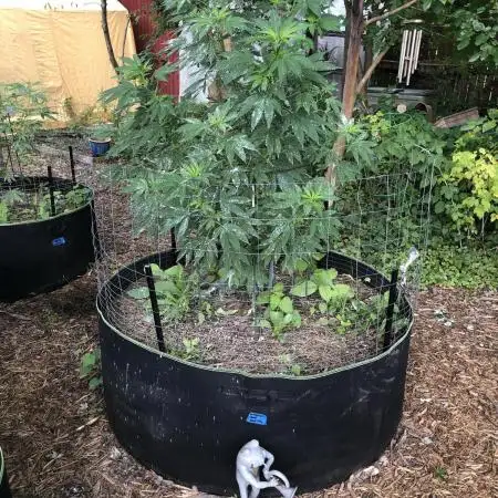 Seedsman Peyote Gorilla First Outdoor