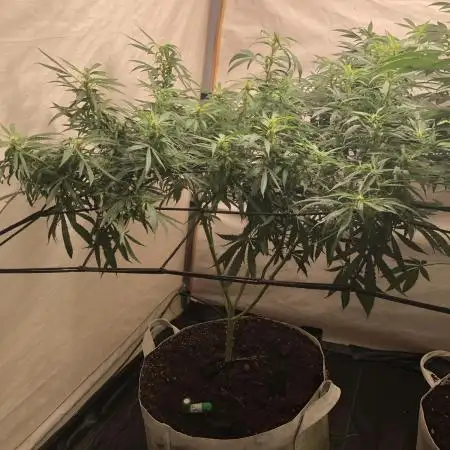 00 Blue Dream Fast Indoor Summer