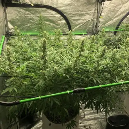 WSE Purple Haze Indoor 4x4 Summer
