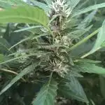 WSE Bubblegum First Outdoor