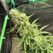 Mikromachine Auto Indoor Late Summer