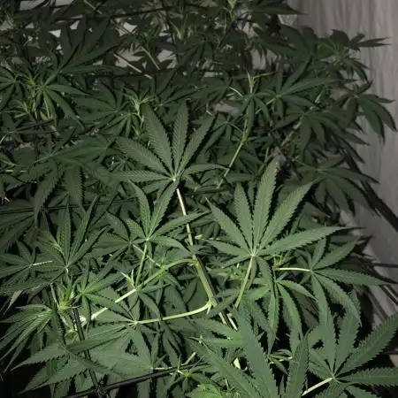 00 Gorilla Fast Indoor Summer