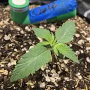 Acapulco Gold SeedSupreme Indoor Summer
