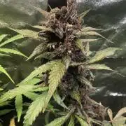 Purple Devil Auto Veg Tent Spring Ganja Farmer Seeds 