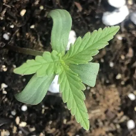 Fast Buds Lemon AK Auto Outdoor
