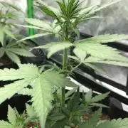 LSD-25 Auto Fast Buds Indoor Spring 26