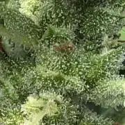 OG Kush Auto Outdoor Spring 26"