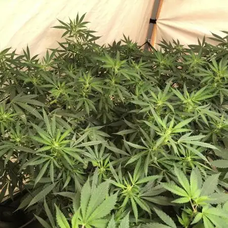 00 Blue Dream Fast Indoor Summer