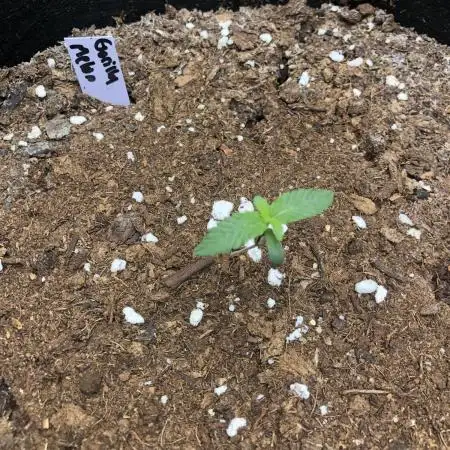 Gorilla Melon Fast Buds Indoor Fall