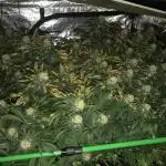 Sweet Seeds Green Poison Indoor 4x4