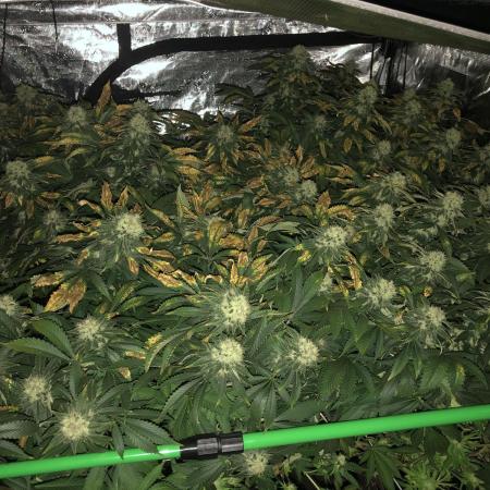 Sweet Seeds Green Poison Indoor 4x4