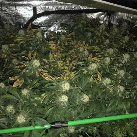 Sweet Seeds Green Poison Indoor 4x4