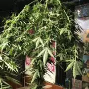 Maui Wowie Auto Outdoor Spring 26'