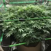 Karibbean Mango Indoor Spring 26