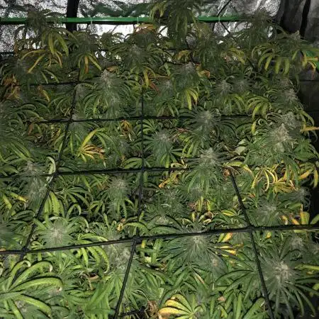 Ganja Farmer Grandaddy Black Indoor 4x4