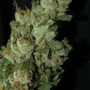 Big Jack Auto Outdoor Spring 26'