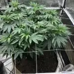 Witches Wedding Seedman Indoor Fall