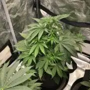 Big Berry Boom Boom Sensi Indoor Fall
