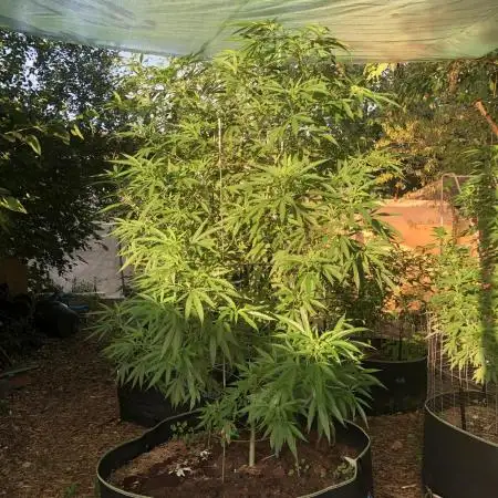 Seedsman OG Kush First Outdoor