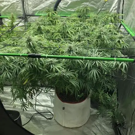 Ganja Farmer Grandaddy Black Indoor 4x4