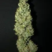 Purple Mimosa XL Auto Indoor Spring 26
