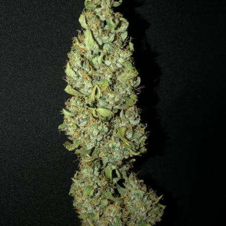 Purple Mimosa XL Auto Indoor Spring 26