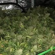 Pyramid Tutankhamun Indoor 4x4 Summer