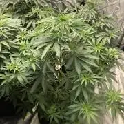 Northern Lights #5 Haze Cinderella 99