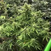 Neville's Haze Auto Spliff Seeds Indoor