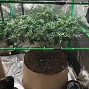 Mexican Sativa Kannabaia Indoor Summer