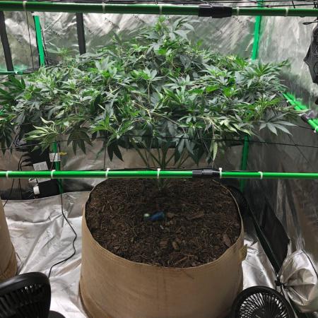 Mexican Sativa Kannabaia Indoor Summer