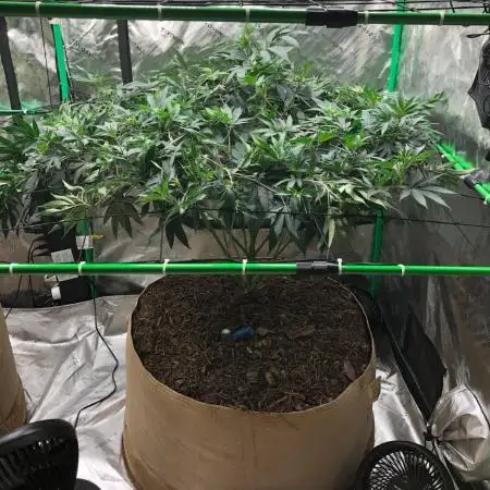 Mexican Sativa Kannabaia Indoor Summer