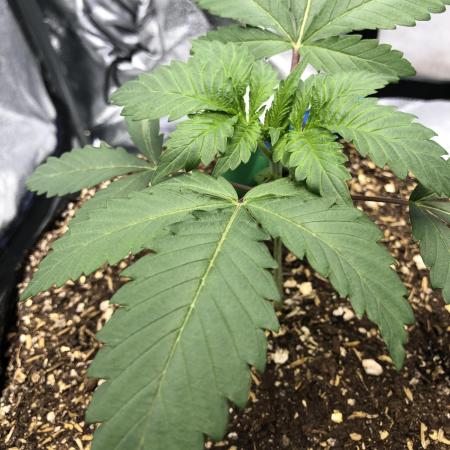 Silver Widow Kannabaia Indoor Summer