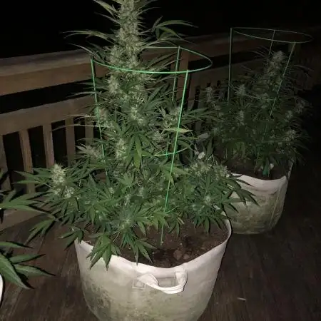 Fast Buds Stardawg Auto Outdoor