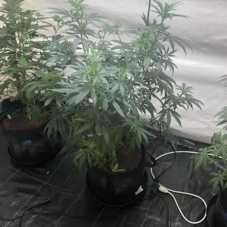 00 Blue Dream Fast Indoor Summer