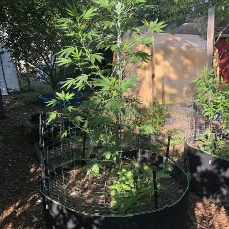 Fast Buds Rainbow Melon First Outdoor