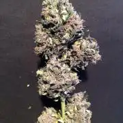 LSD-25 Auto Fast Buds Indoor Spring 26