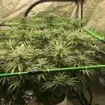 Ganja Farmer Grandaddy Black Indoor 4x4