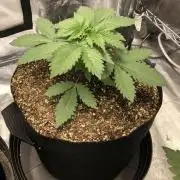 Lemonchello Haze Seedsman Indoor Summer