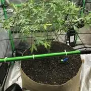 Acapulco Gold (auto) SeedSupreme Indoor