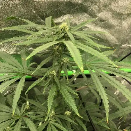 Ganja Farmer Grandaddy Black Indoor 4x4