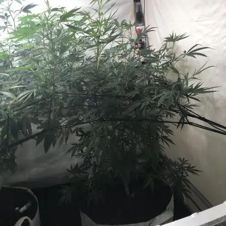 00 Gorilla Fast Indoor Summer