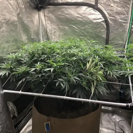 Pyramid Tutankhamun Indoor 4x4 Summer
