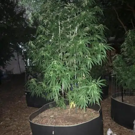 Seedsman OG Kush First Outdoor