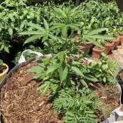 Pine Auto Outdoor Spring 26'