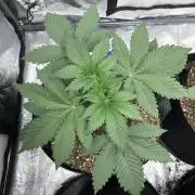 Silver Widow Kannabaia Indoor Summer