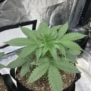 Mexican Sativa Kannabaia Indoor Summer