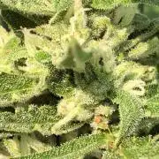 Maui Wowie Auto Outdoor Spring 26'