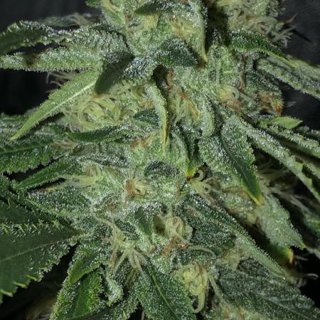 Gorilla Melon Fast Buds Indoor Fall