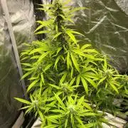 Strawberry Haze Auto Indoor Late Summer